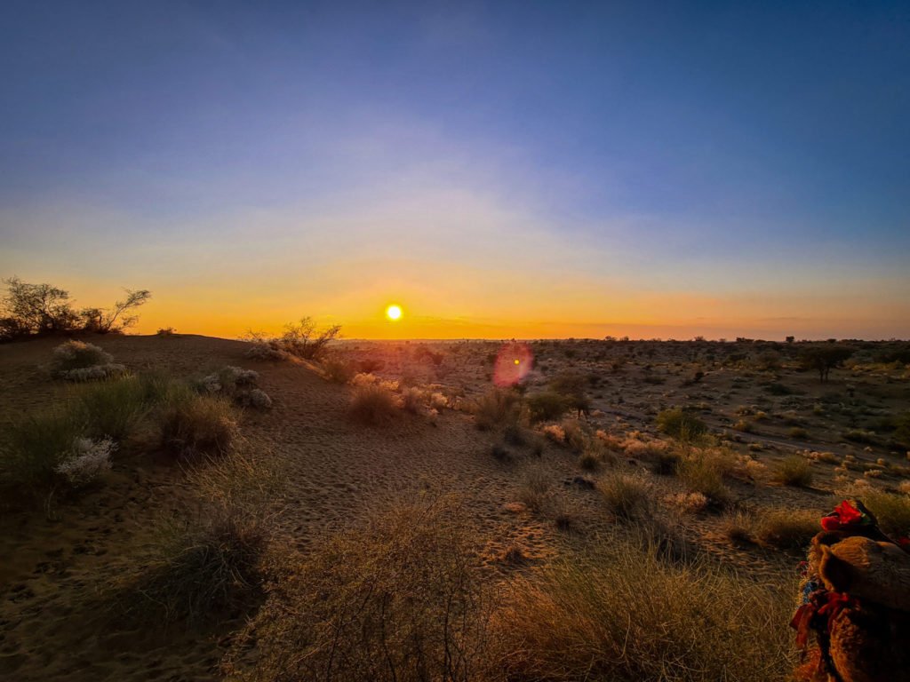 A camel watching the sunset in a desert.