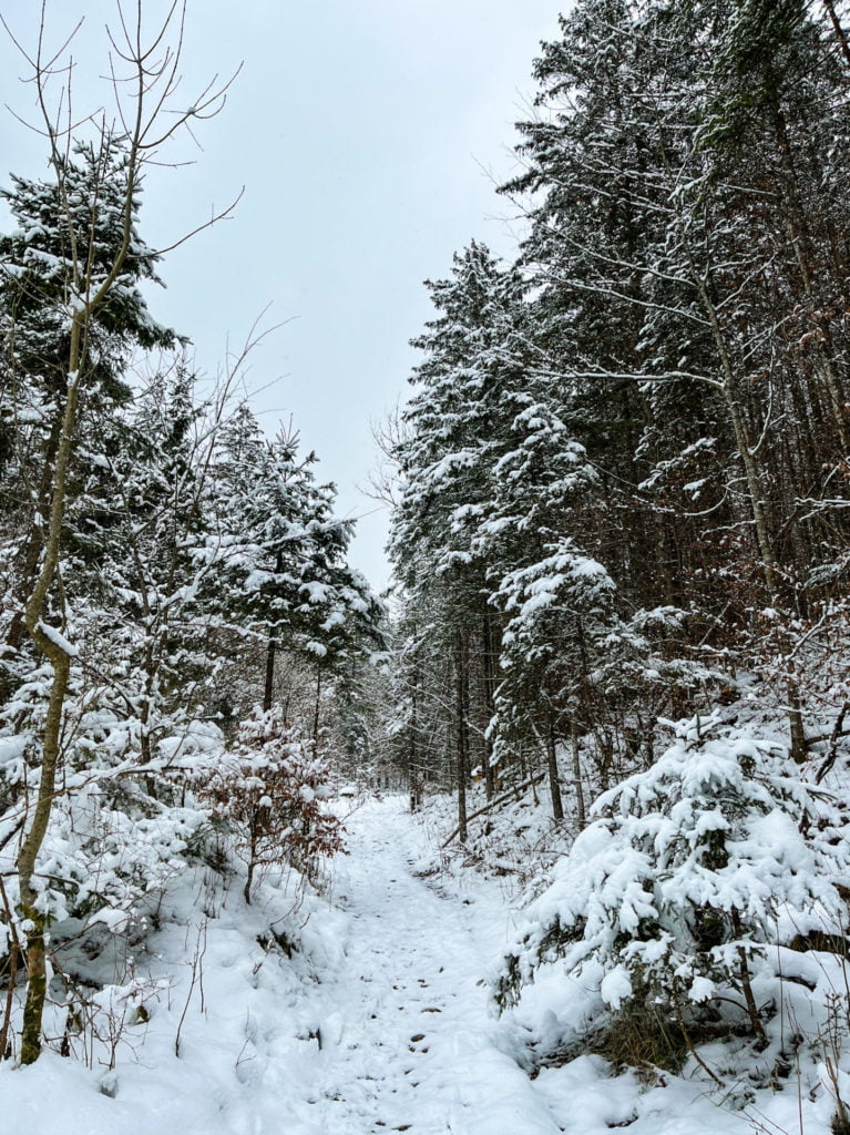 Trees with fresh snow in Obertraun.