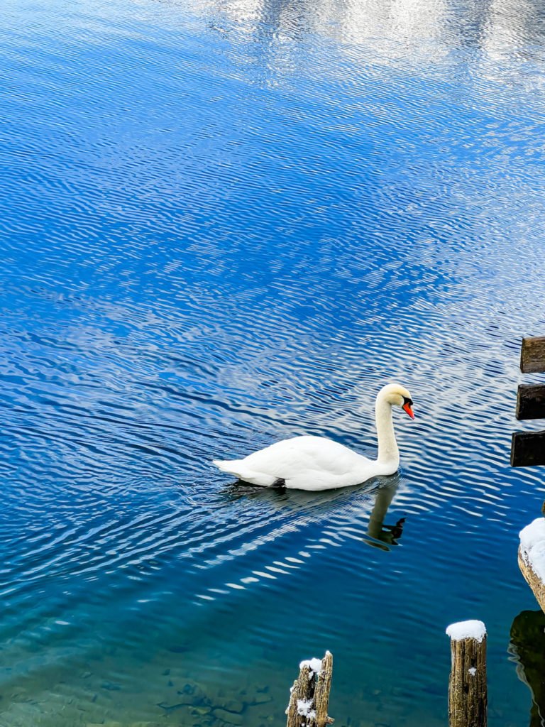 A swan in Hallstatt lake.