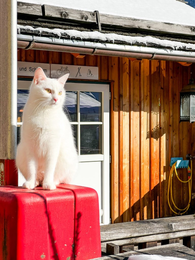 A white cat in Hallstatt.