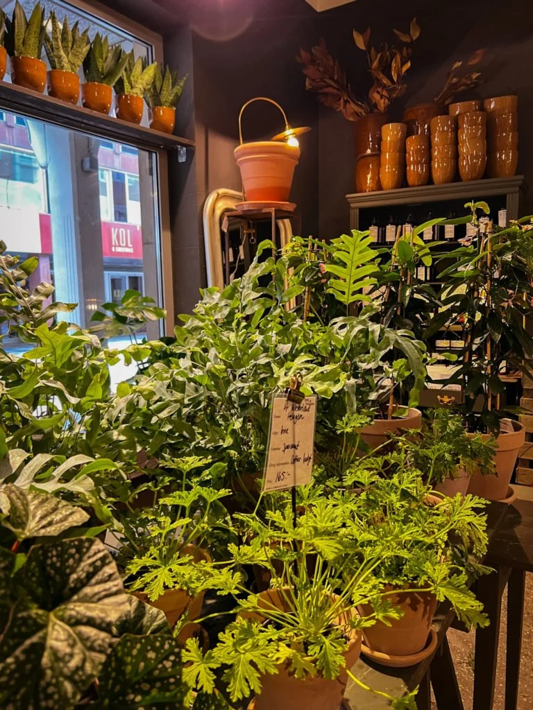 A few potted plants in a plant boutique in Malmo.