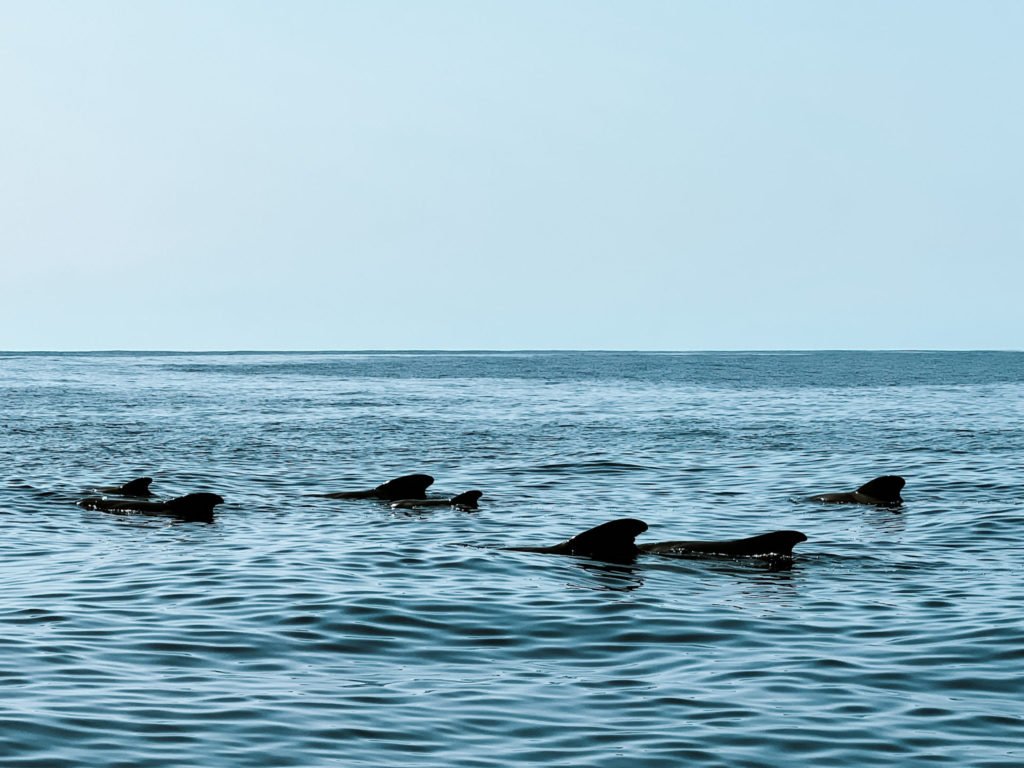 A pod of pilot whales spotted during dolphin and whale watching in Madeira.