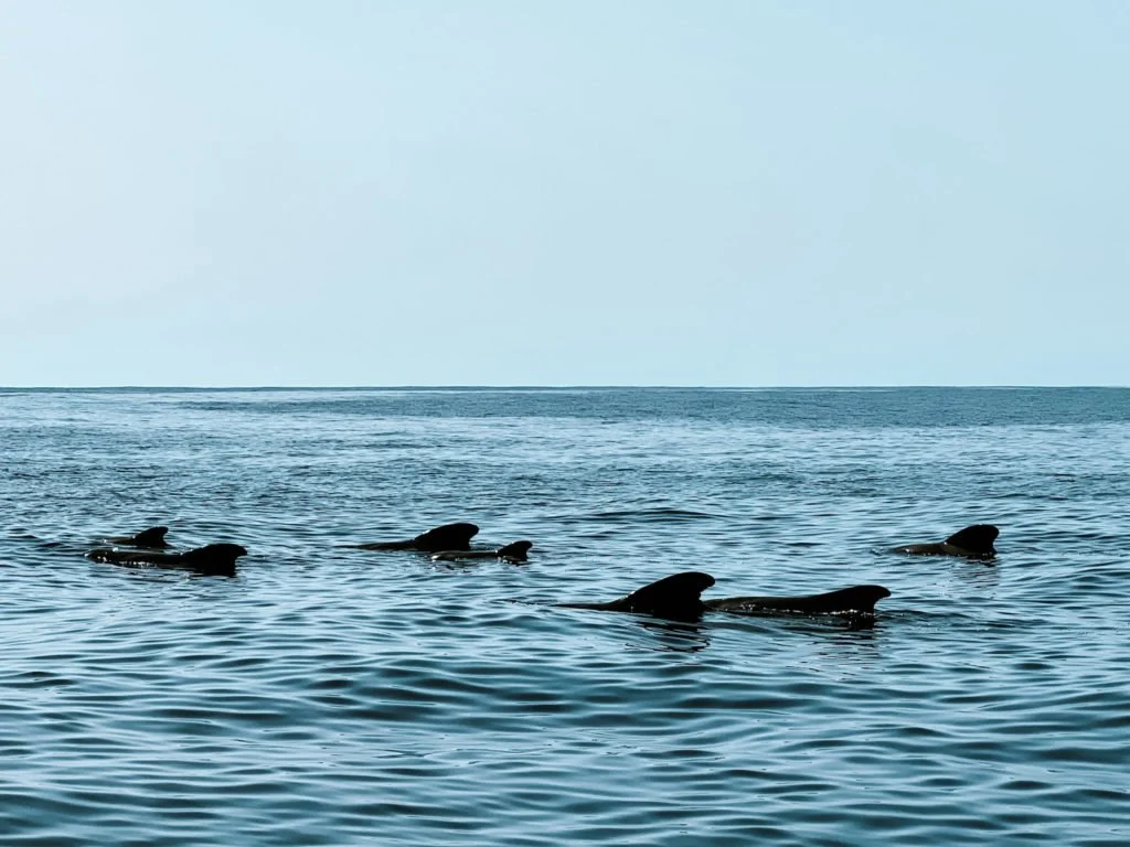A pod of pilot whales spotted during dolphin and whale watching in Madeira.