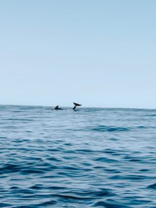 Dolphin and Whale Watching in Madeira: Useful Information to Know