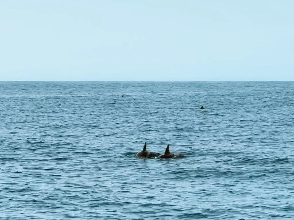 A couple of common dolphins swimming in the waters of Madeira.