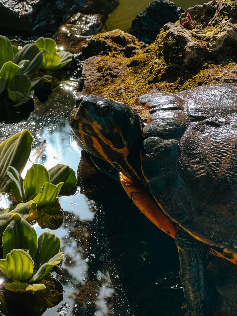A turtle in Monte Palace Garden in Funchal.