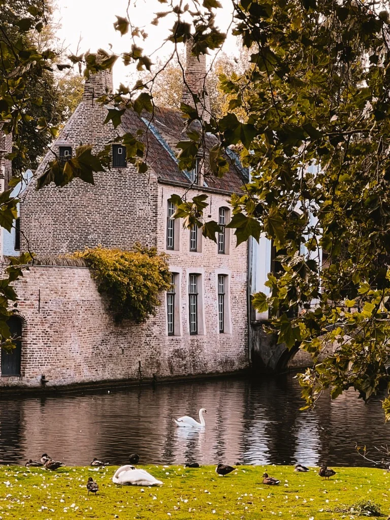 Swans and ducks near Begijnhof in Bruges, Belgium.
