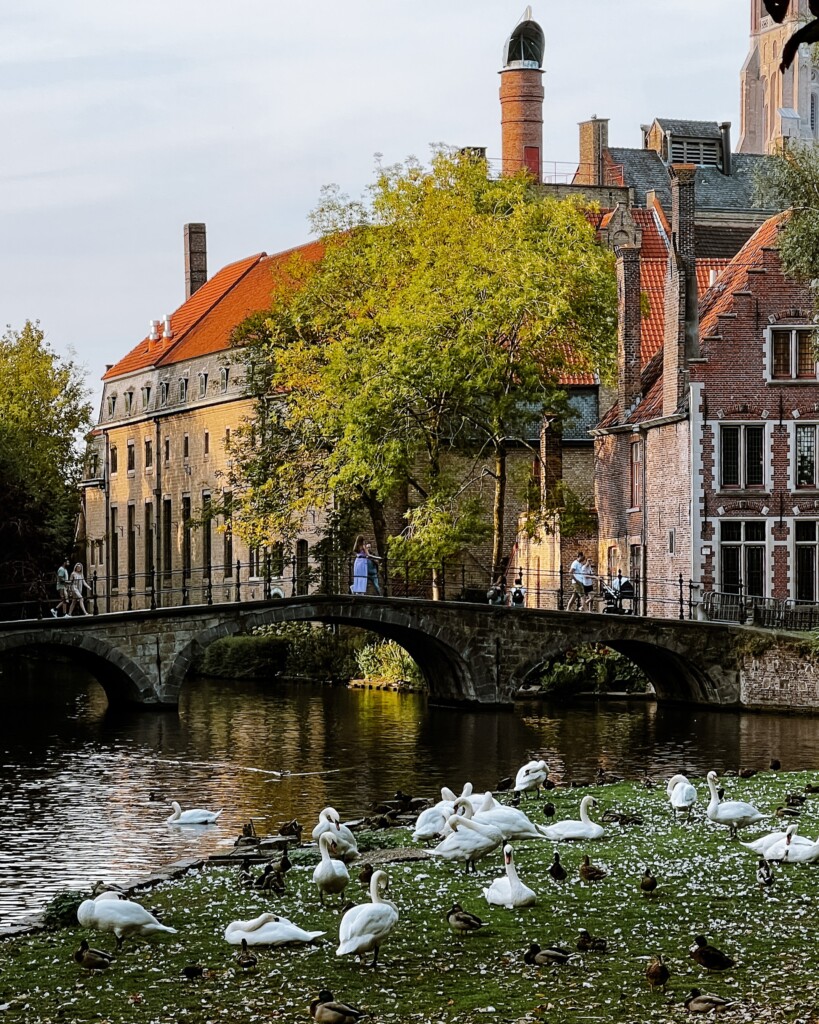 Swans and people of Bruges.