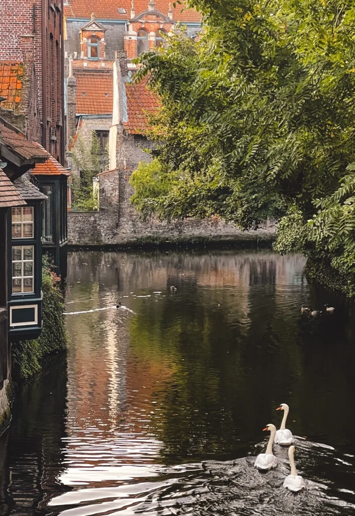 Three swans swimming near the Boniface Bridge in Bruges, Belgium.