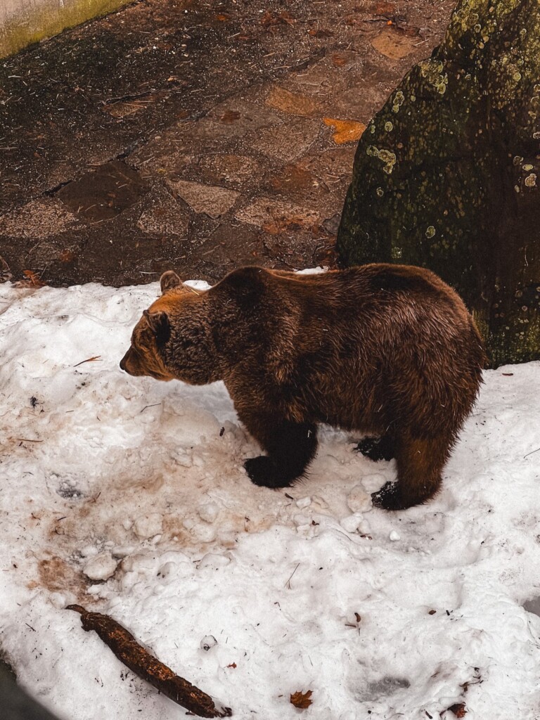 A bear standing on snow in the moat of Český Krumlov's castle.