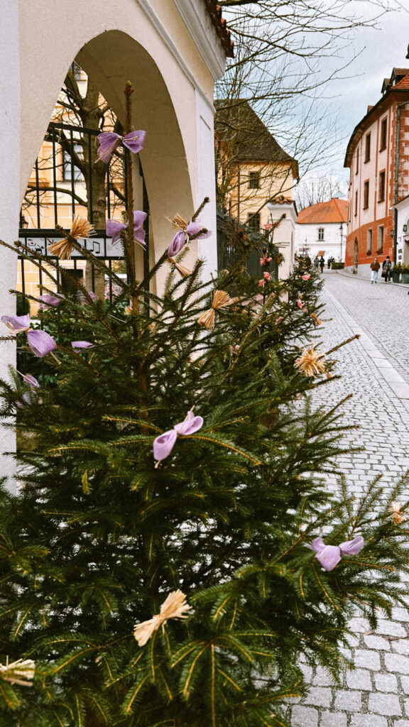 Small christmas trees on the roadside in Český Krumlov.